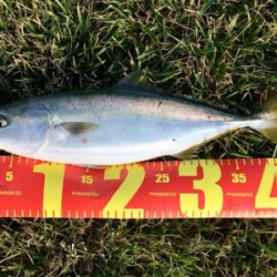 LSJigginger0600〜0850