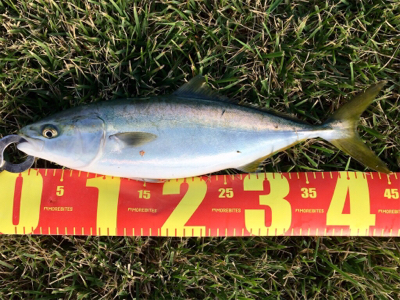 LSJigginger0600〜0850