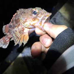 久しぶりに釣れた