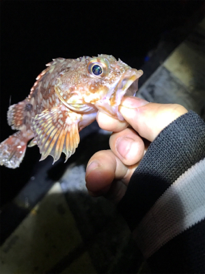 久しぶりに釣れた