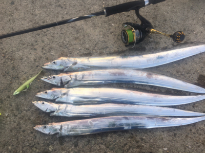 タチウオプチラッシュから青物不発