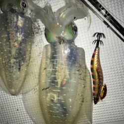 (釣行 其の弐拾九)