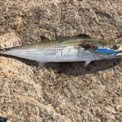 サゴシ祭り〜！