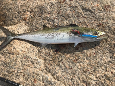 サゴシ祭り〜！