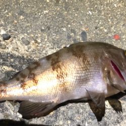 今日はメバルも