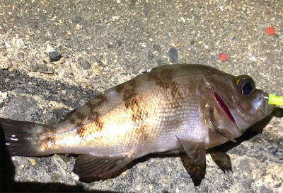 今日はメバルも