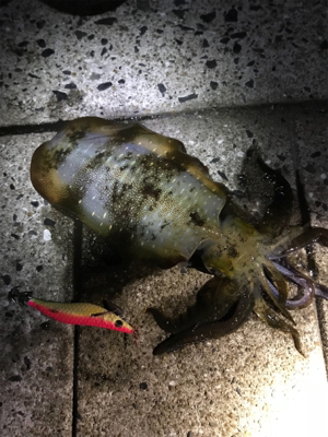 アオリイカ ナイター