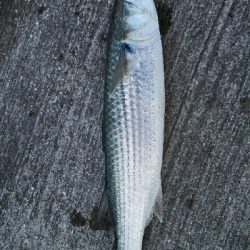 2018年10月27日釣行in船越漁港