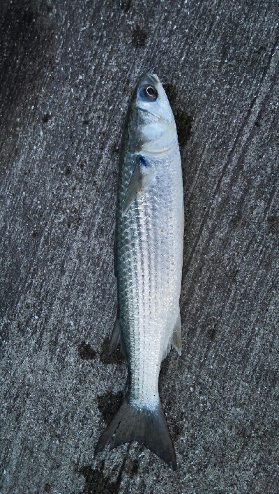 2018年10月27日釣行in船越漁港