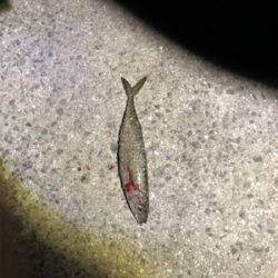 タチウオ少々サバ祭り