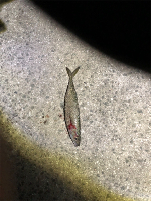 タチウオ少々サバ祭り