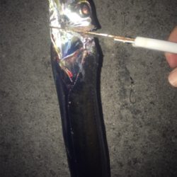 タチウオ釣りのおまけ