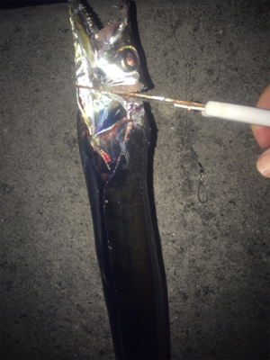 タチウオ釣りのおまけ