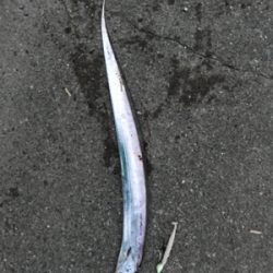 今日も行って来ました！