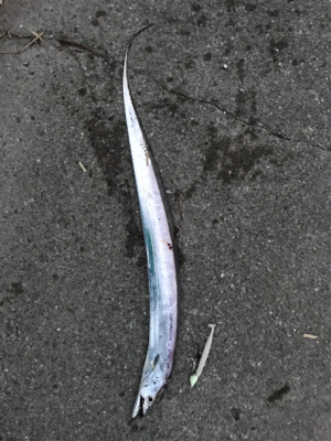 今日も行って来ました！