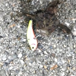 メタルバイブでオコゼ