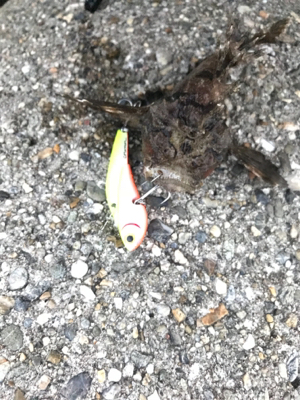 メタルバイブでオコゼ