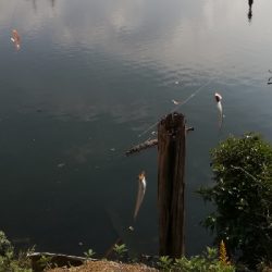 イワシ入れ食い