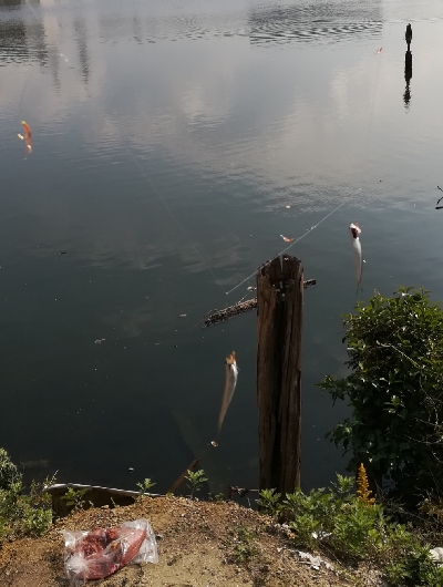イワシ入れ食い