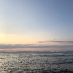 違うイカが・・