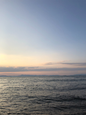 違うイカが・・