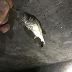 アナゴ釣りたくて