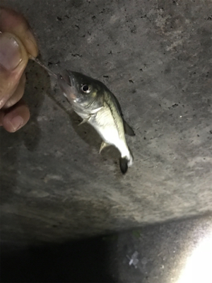 アナゴ釣りたくて