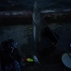 朝マズメから夕マズメ