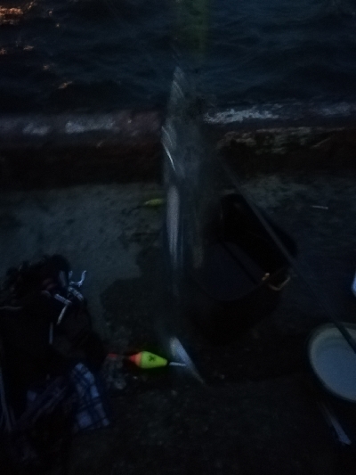 朝マズメから夕マズメ