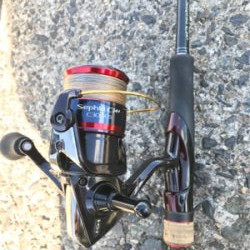 アオリイカ釣果