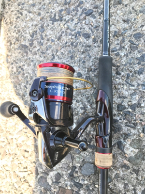 アオリイカ釣果