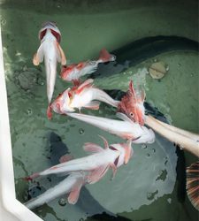 宮城県 亘理沖からボートロック