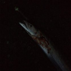 今年は多いですね