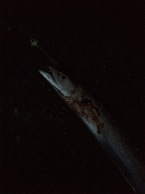 今年は多いですね