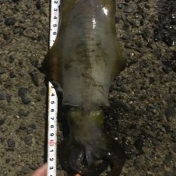 サイズがいいわりに活性高いかも？