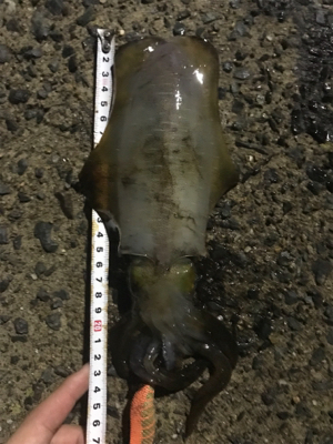 サイズがいいわりに活性高いかも？