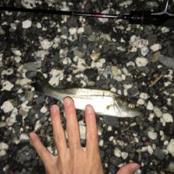 プチセイゴ祭り