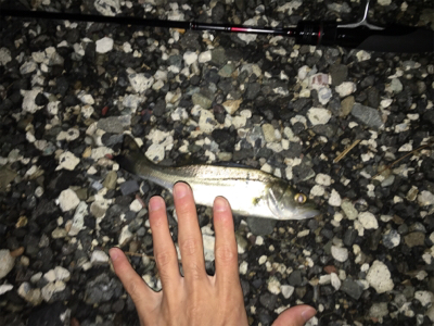 プチセイゴ祭り