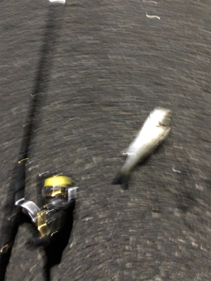 ナイトライトゲーム