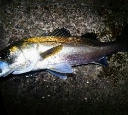 水道にて64センチ。