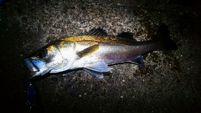 水道にて64センチ。