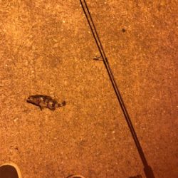 プラグをもっていざ メバリング！