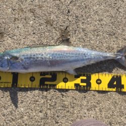 初青物＆ヒラメ！！！