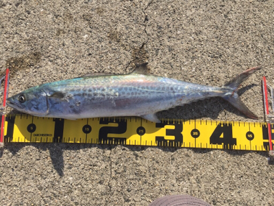 初青物＆ヒラメ！！！