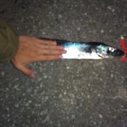 須磨海岸のショアタチウオでドラゴン???