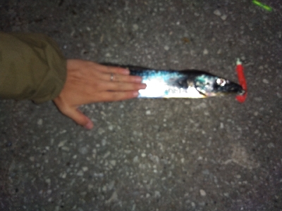 須磨海岸のショアタチウオでドラゴン???