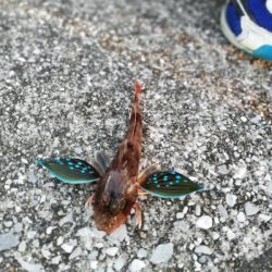 子供と一緒に刀狩り