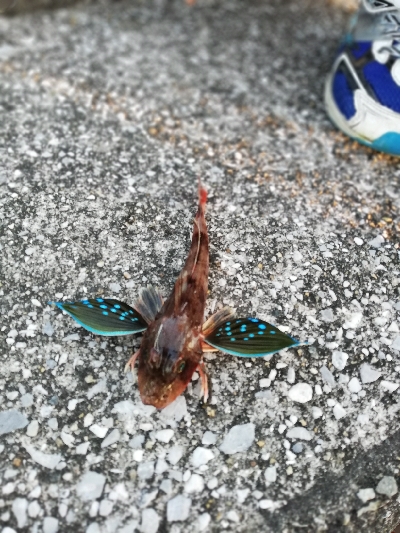 子供と一緒に刀狩り