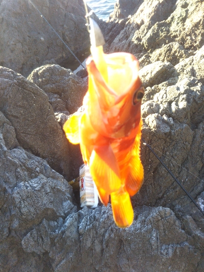 和丸渡船にお世話になりました