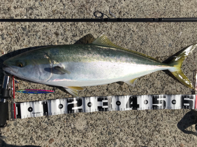 ルアーマンの意地